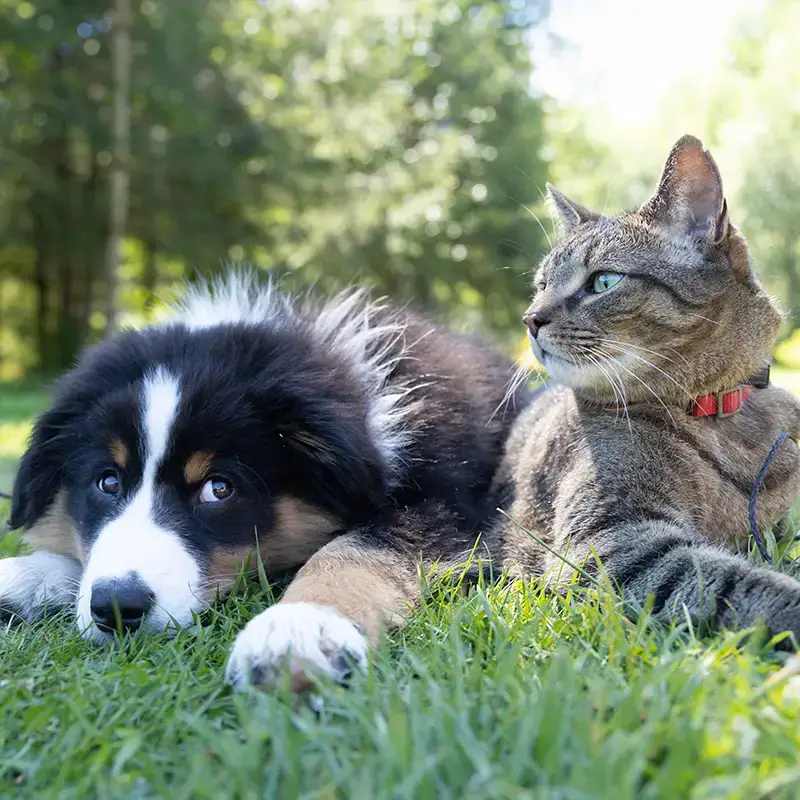 Puppy and kitten lying down on a field of grass