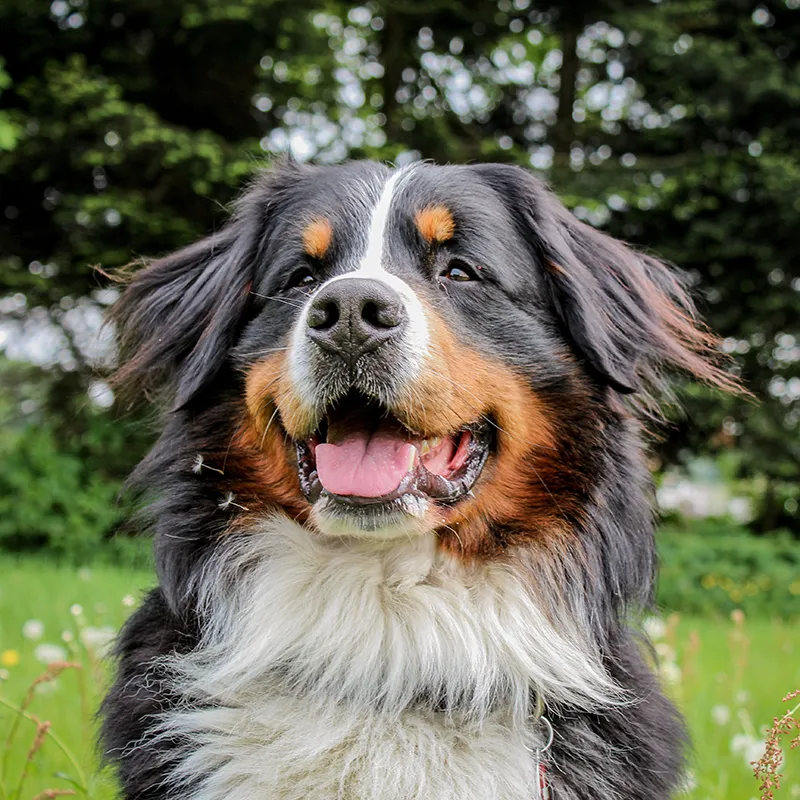 Bernese mountain dog