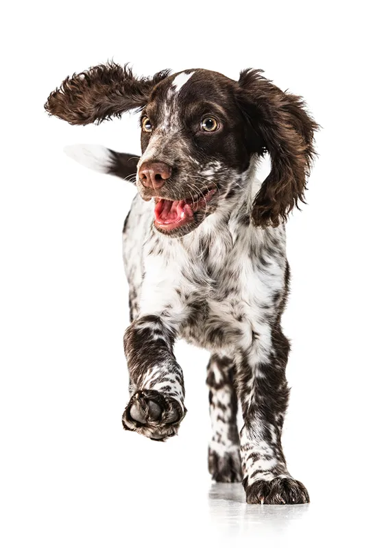 Happy cocker spaniel puppy