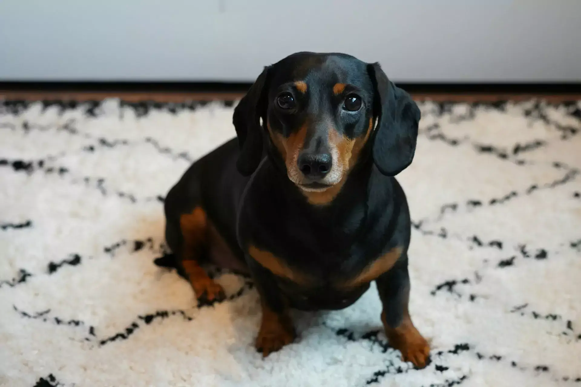 Dachshund with black and brown fur