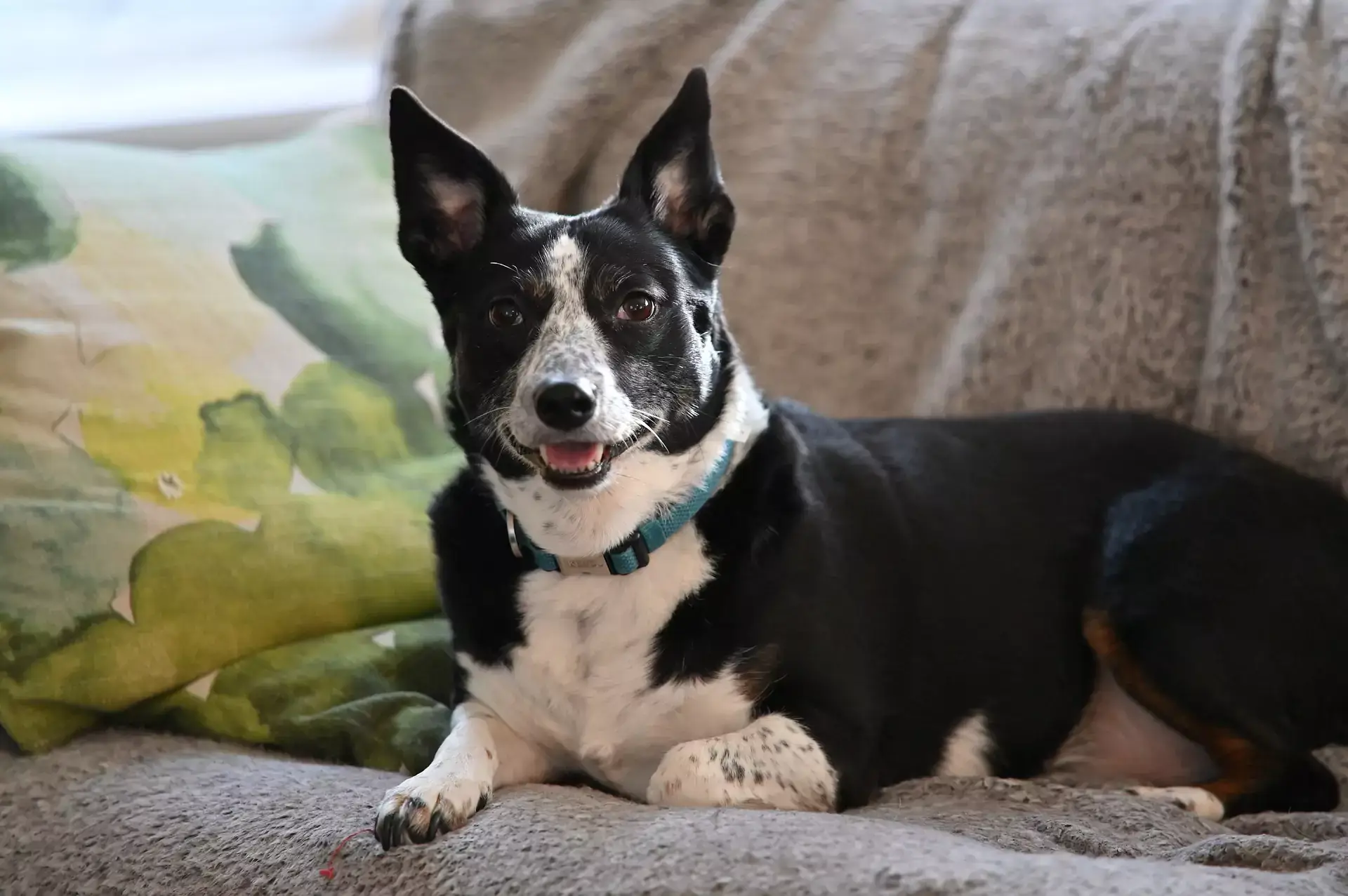 Dog with black and white fur