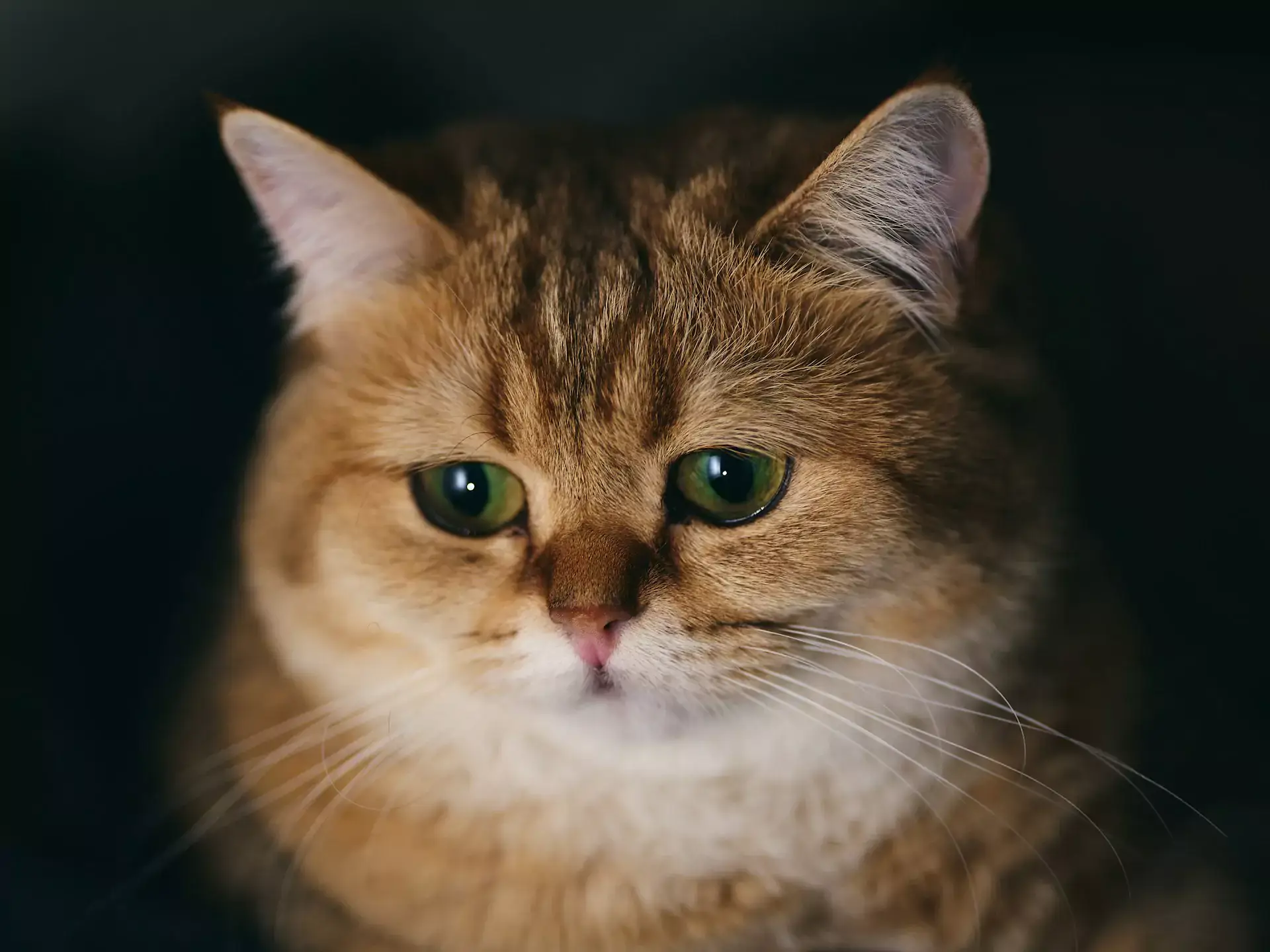 Cat with orange fur