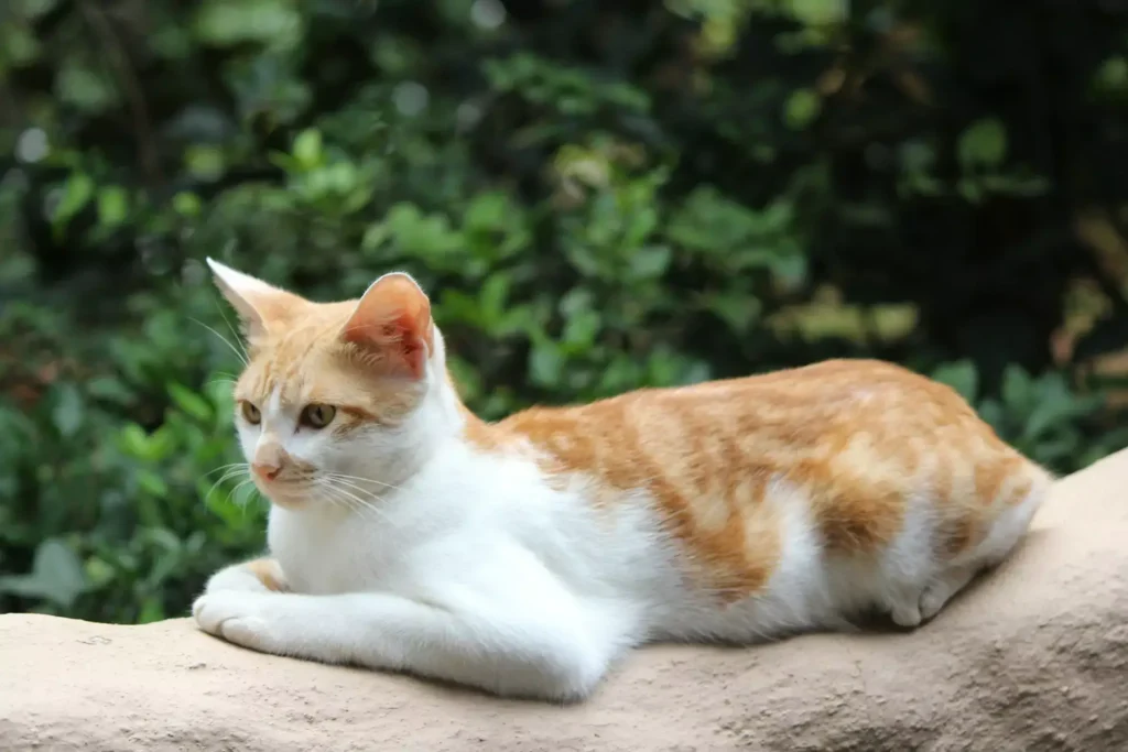 Cat with orange and white fur sitting on a branch