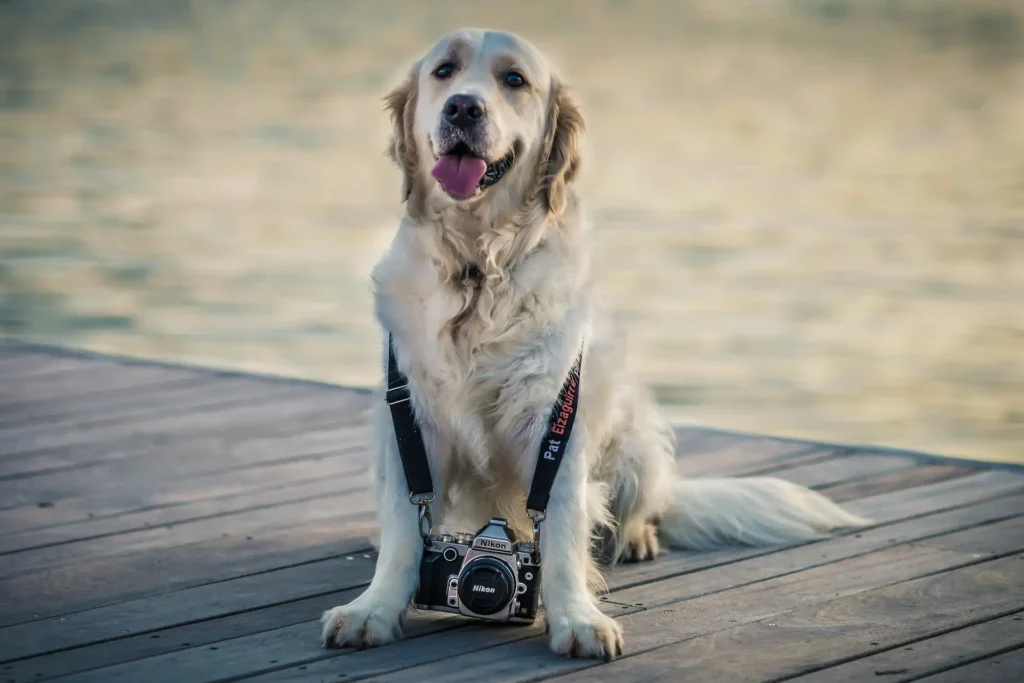 Happy dog on a dock