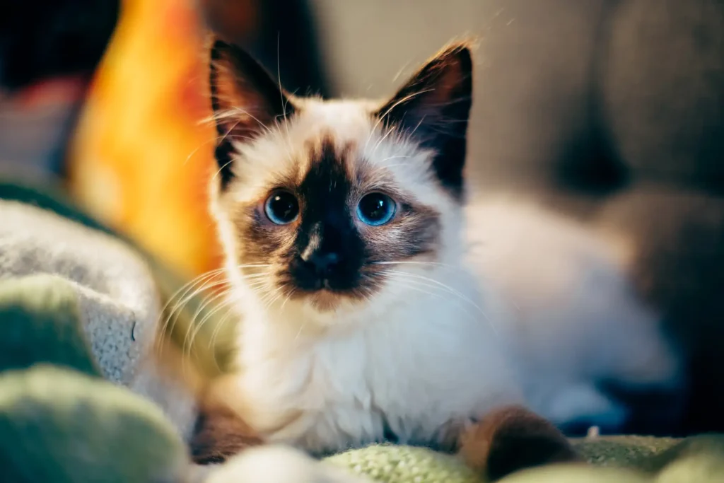 Siamese kitten on a bed or sofa