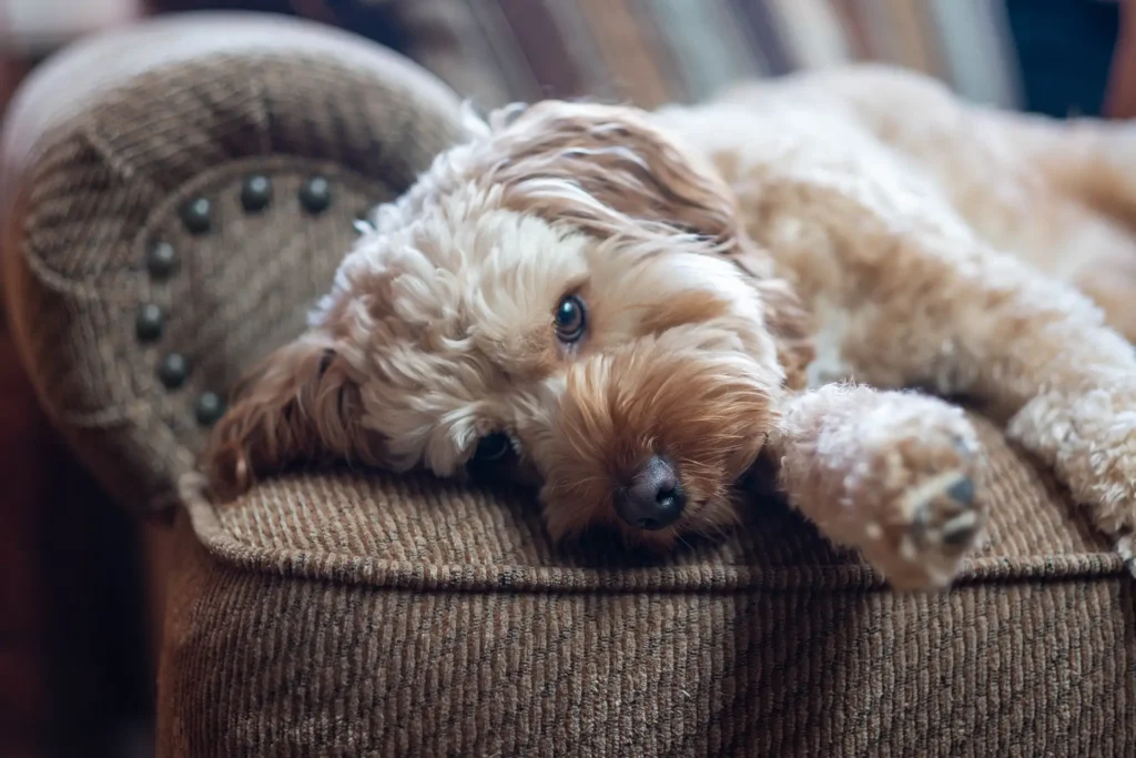 Fluffy dog sprawled out on chair
