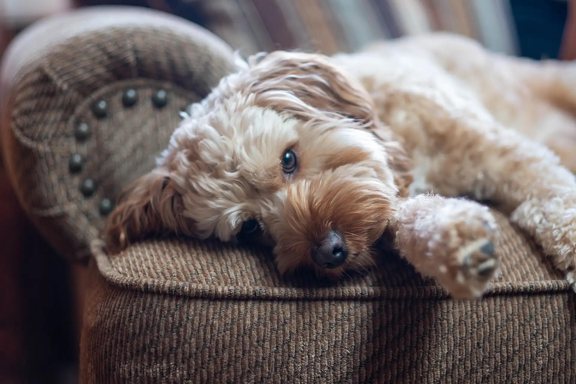 Fluffy dog sprawled out on chair