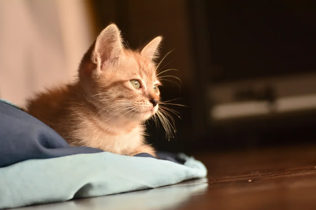 Orange cat on blanket in sunbeam