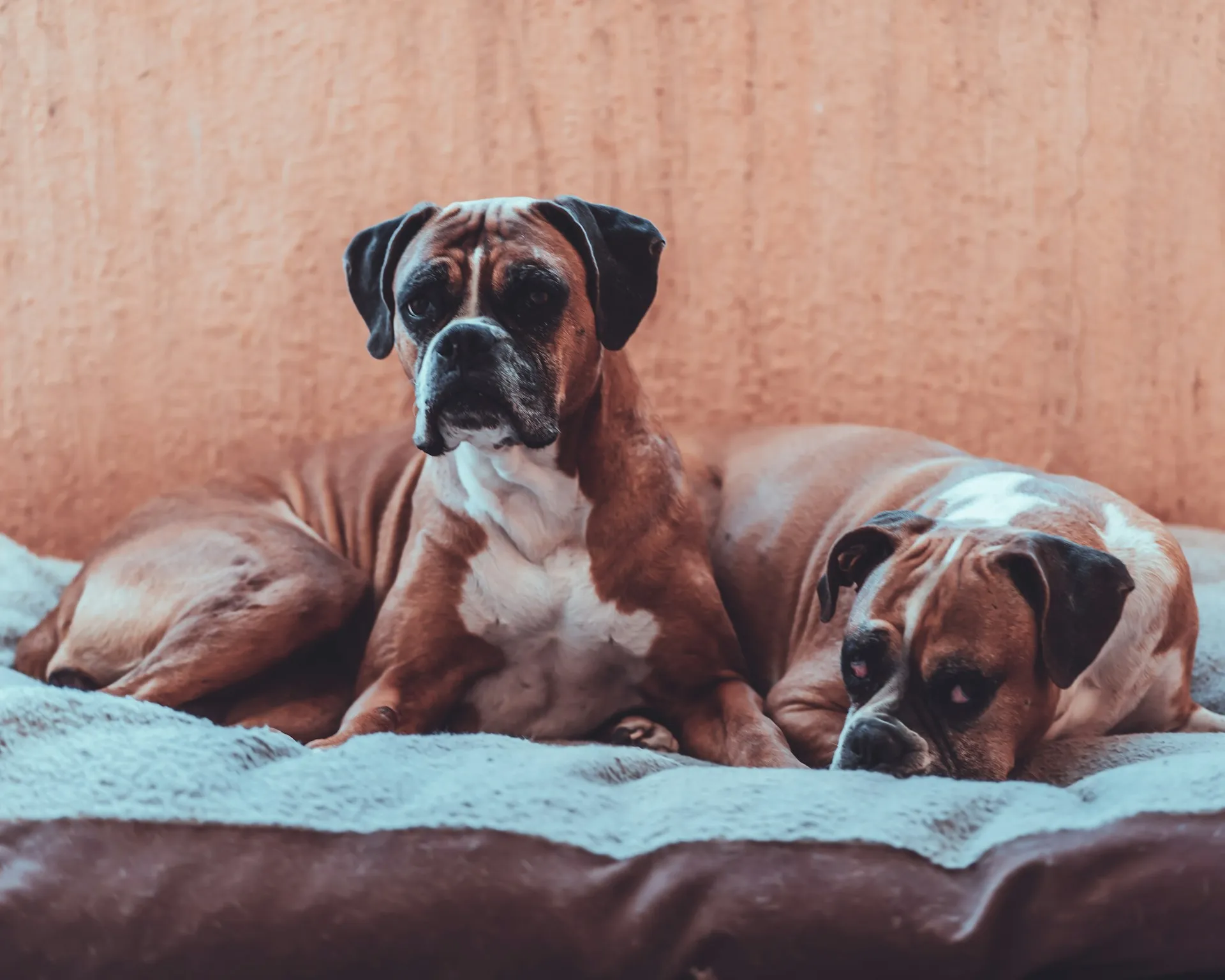 Two brindle and white Boxer dogs resting on a fluffy dog bed against a terracotta-colored wall.