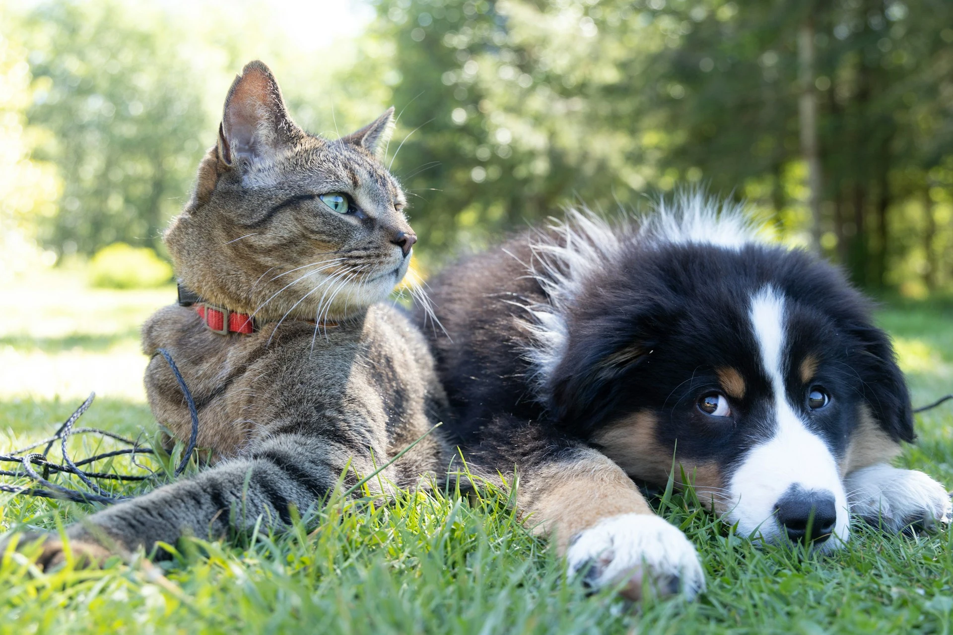 A brown tabby cat with a red collar and green eyes is lying next to a fluffy black, white, and tan puppy on green grass in a sunny outdoor setting.