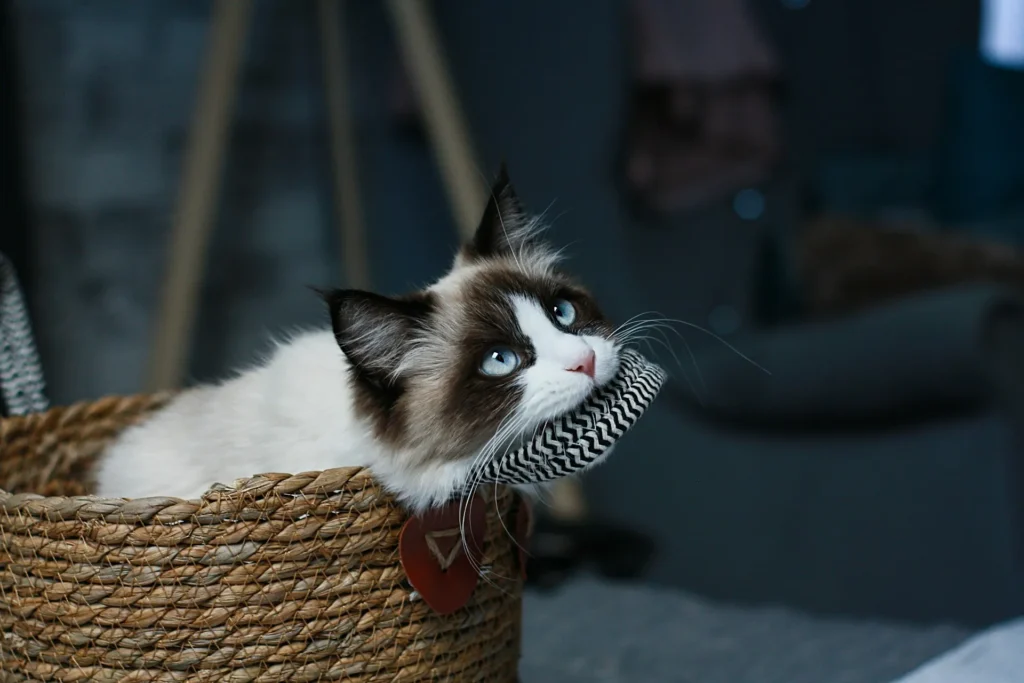 A cat lies in a woven basket on a black and white patterned item.