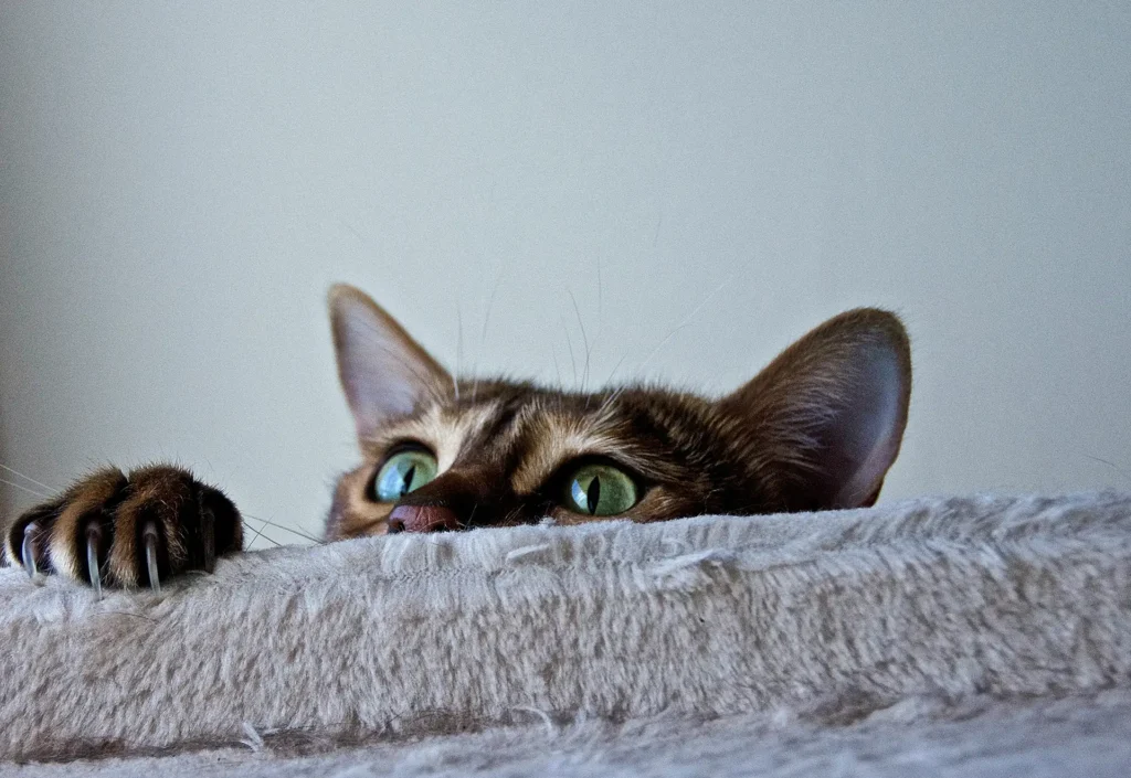 The top of a brown tabby cat is peeking over a fuzzy beige surface.