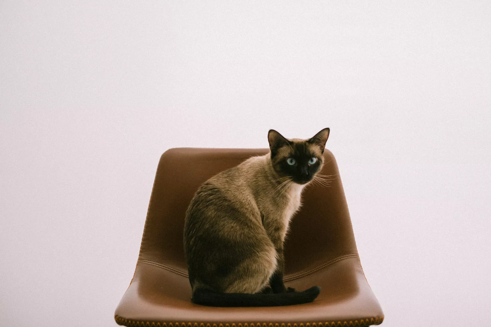 A Siamese cat is sitting on a brown leather chair against a plain white background.