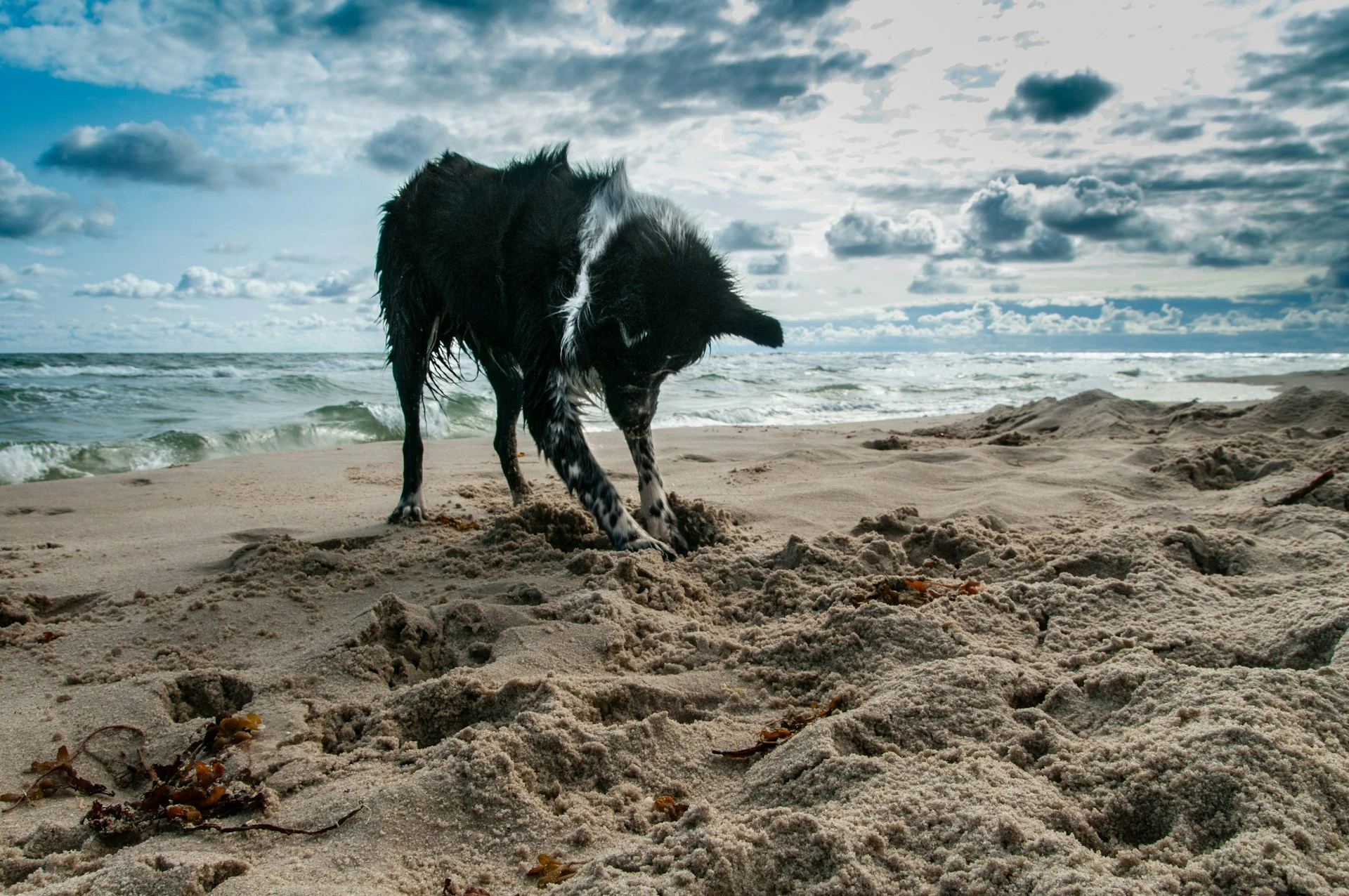 A black and white dog is digging on a beach with waves breaking in the background.