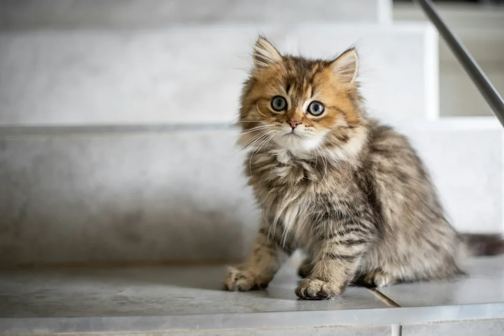 A brown tabby kitten sitting on a stone step indoors.