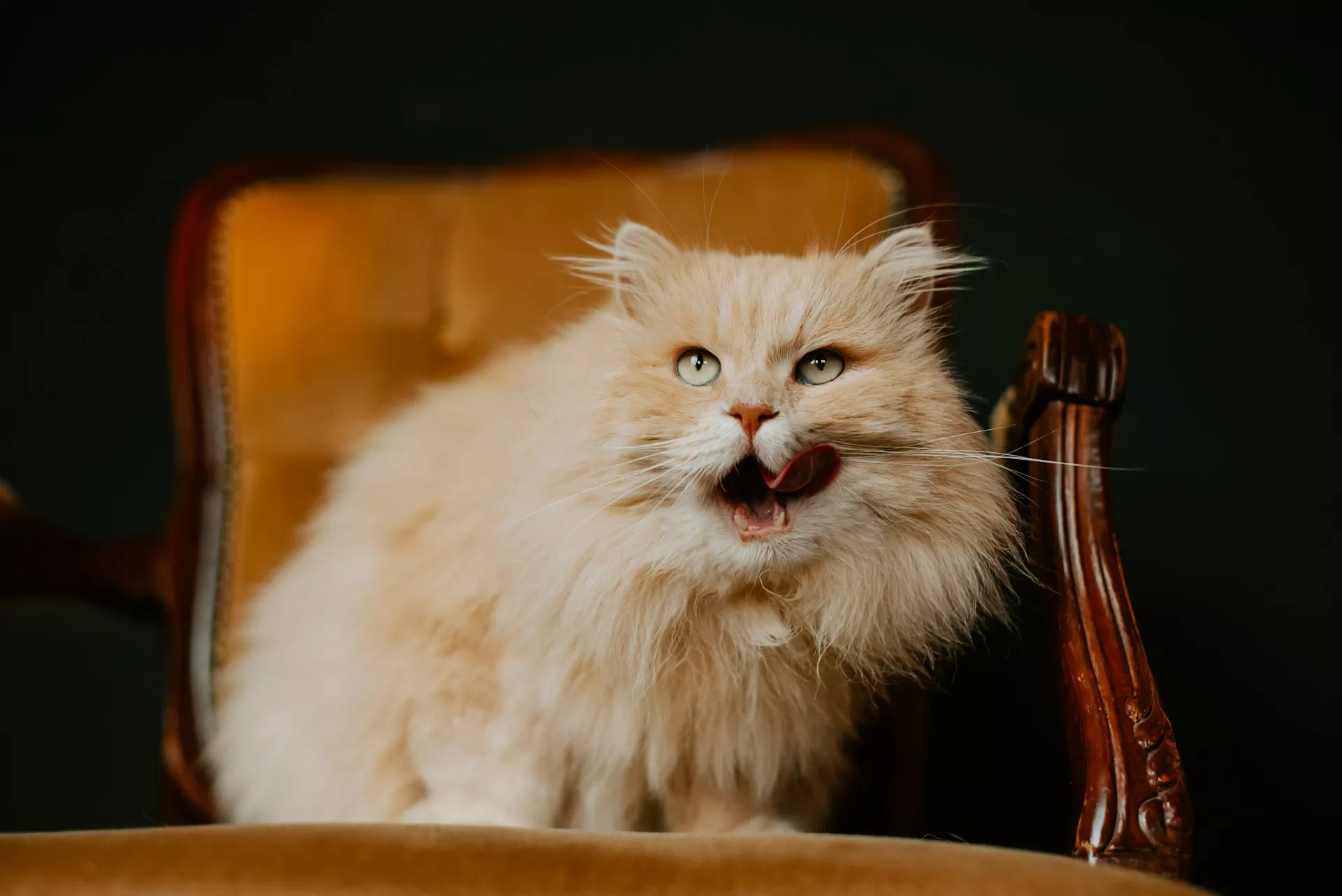 A fluffy, light orange cat sits on a vintage chair.