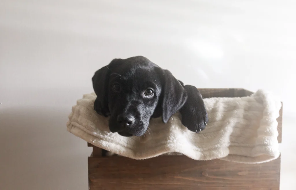 A black puppy, likely a Labrador Retriever, is resting its head and paws on a cream-colored blanket draped over the edge of a rustic wooden crate.