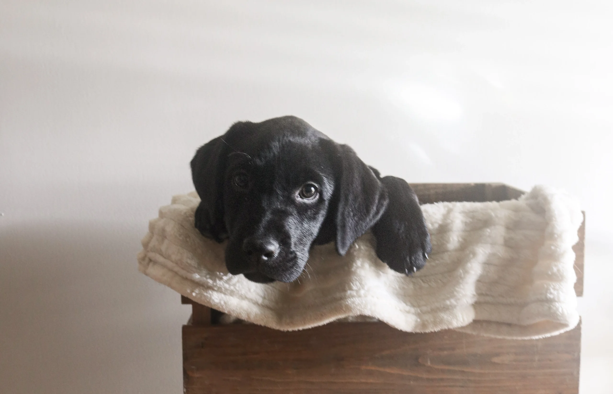 A black puppy, likely a Labrador Retriever, is resting its head and paws on a cream-colored blanket draped over the edge of a rustic wooden crate.