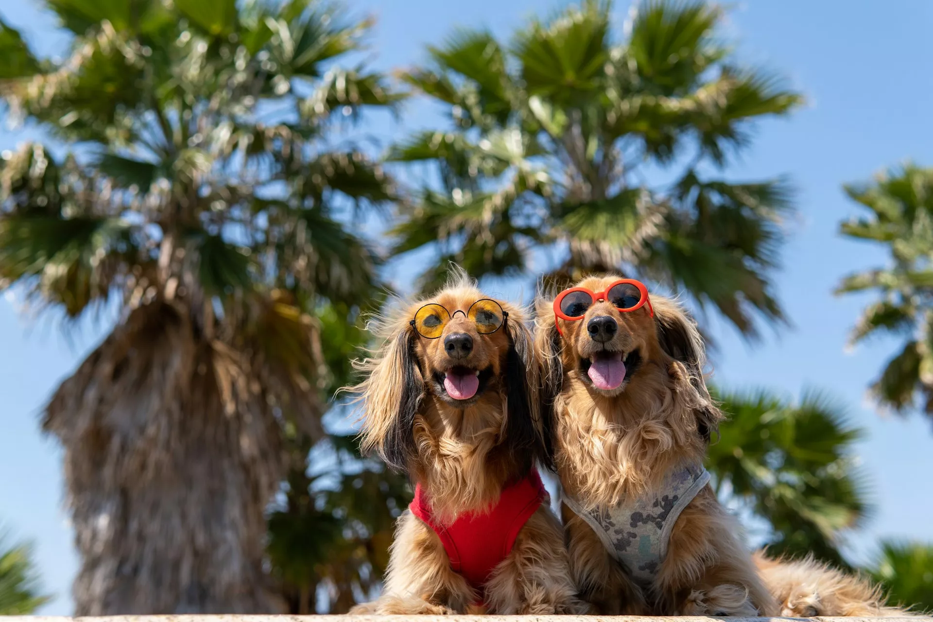 Two long-haired Dachshunds wearing sunglasses sit outdoors under palm trees on a sunny day.