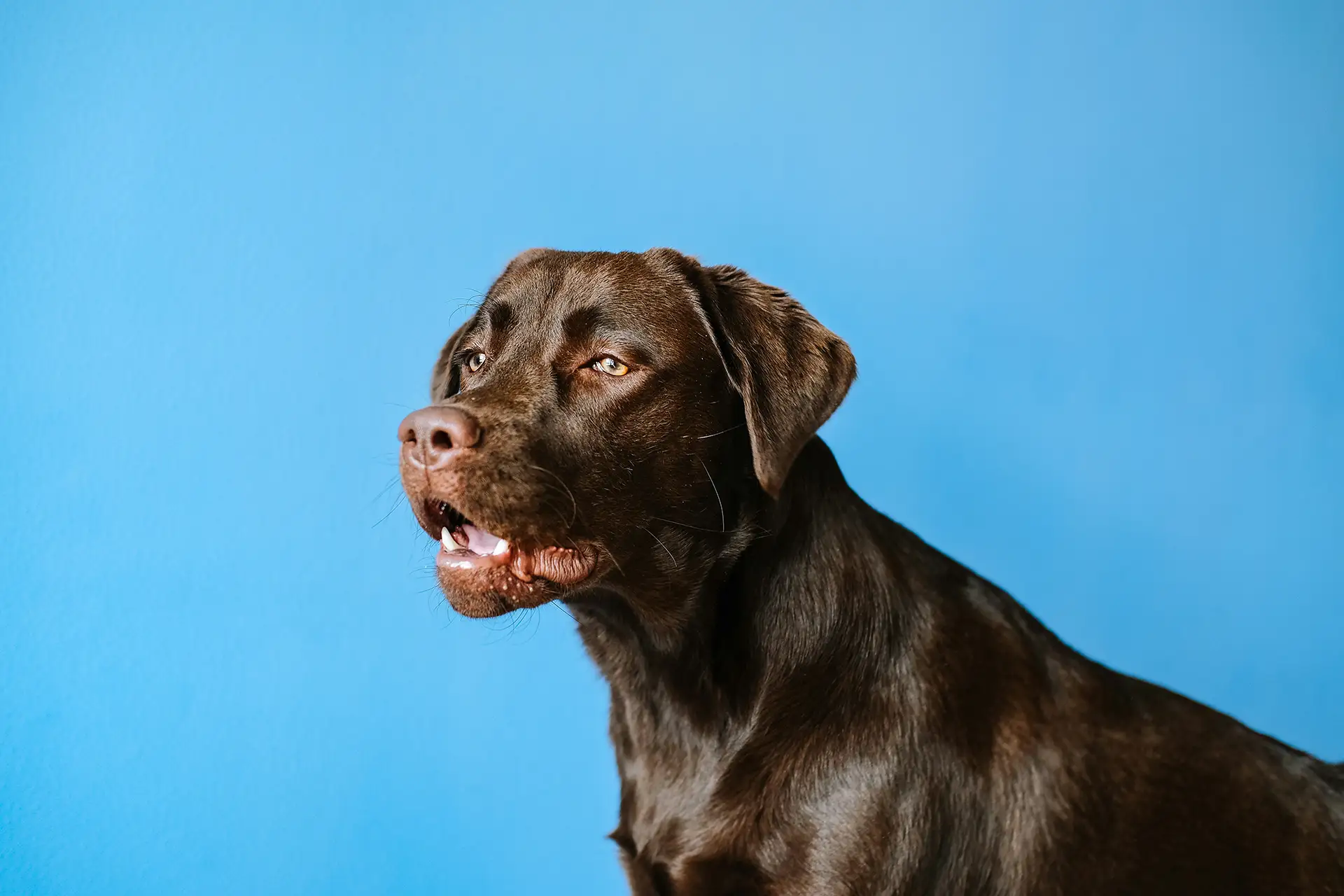 A chocolate Labrador Retriever against a solid bright blue background.