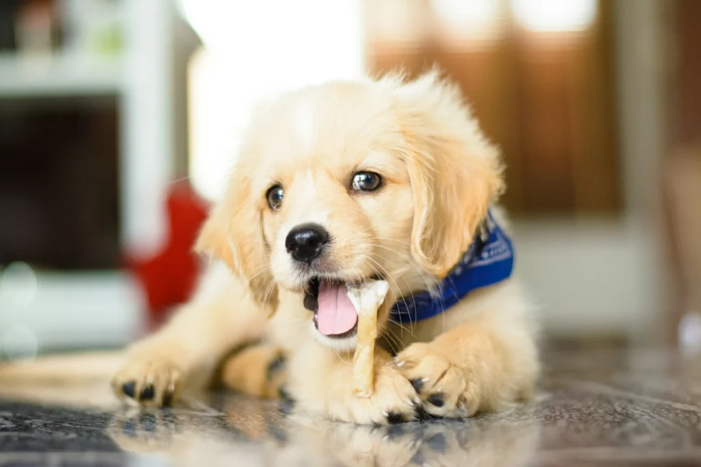 A golden retriever puppy is lying on a tiled floor, chewing on a bone or chew stick.