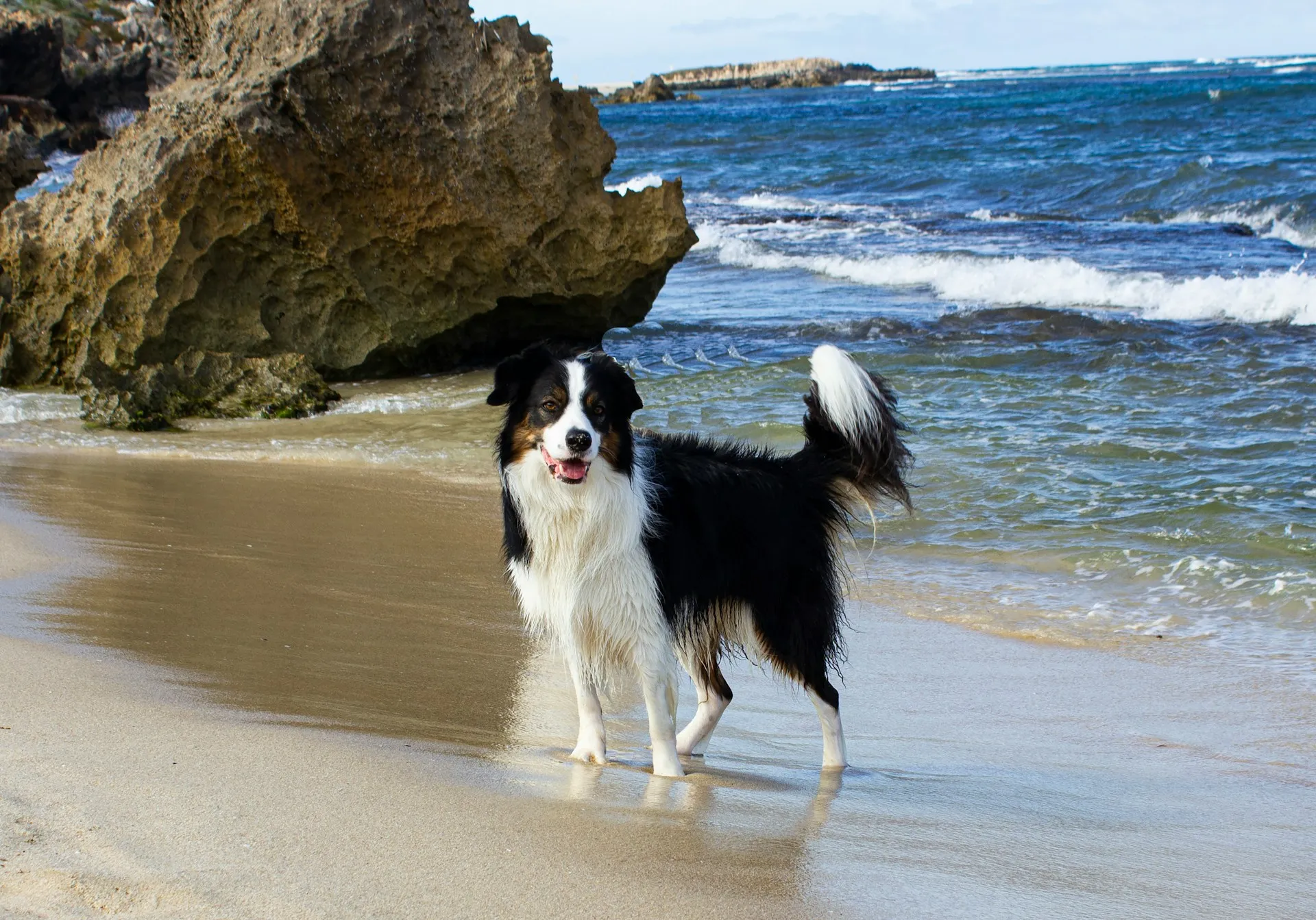 A black and white Border Collie standing on a sandy beach near the ocean waves and a large rock formation.
