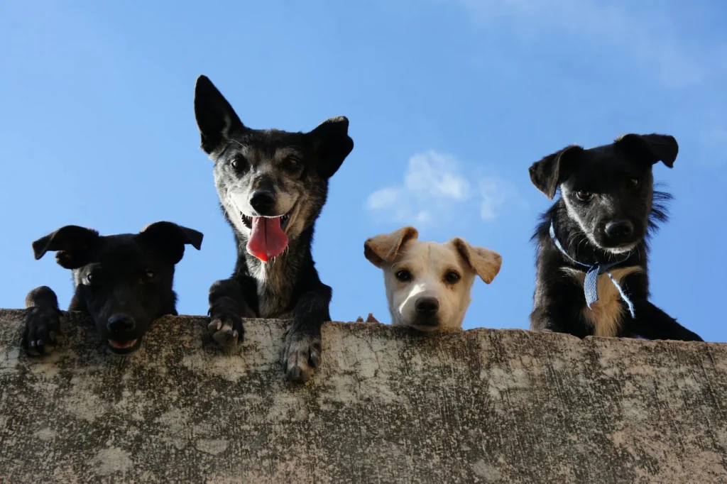 Four dogs of different colors looking down over a stone wall against a bright blue sky.