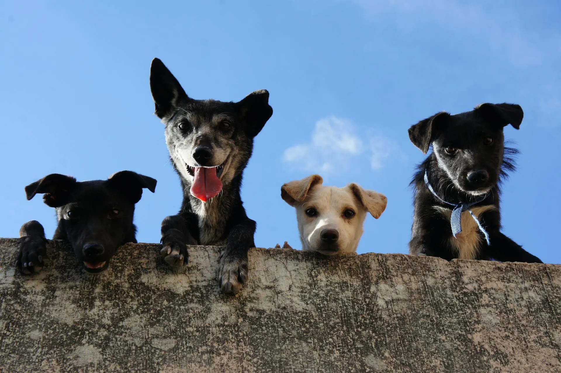 Four dogs of different colors looking down over a stone wall against a bright blue sky.