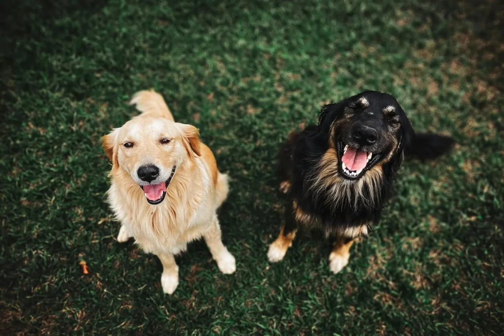 Two happy dogs, one golden retriever and one black and tan dog, sitting on grass.