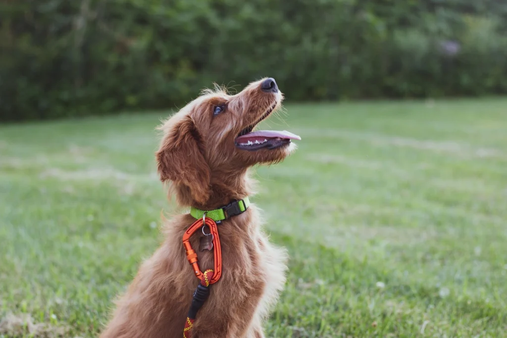 A reddish-brown, dog sits in a grassy field.