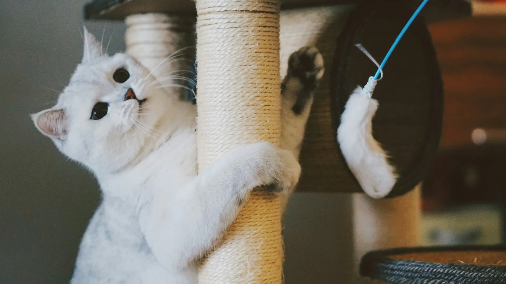 A white cat is scratching a sisal rope post and playing with a white feather toy.