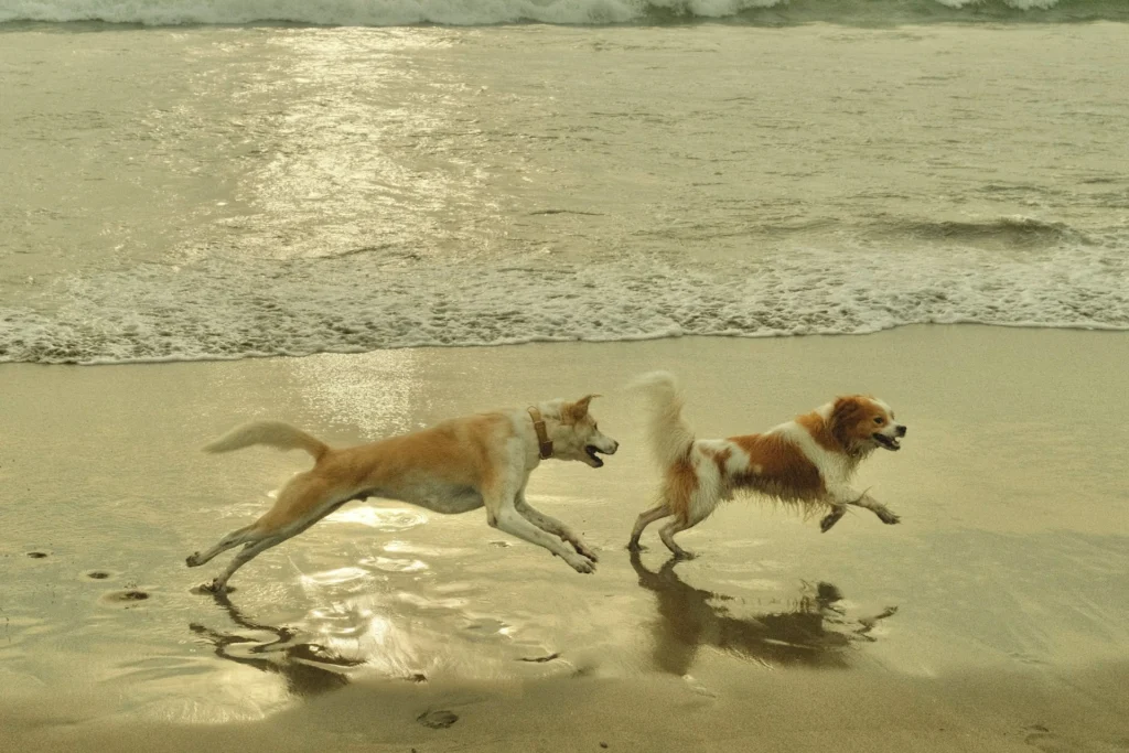 Two dogs running on a beach.