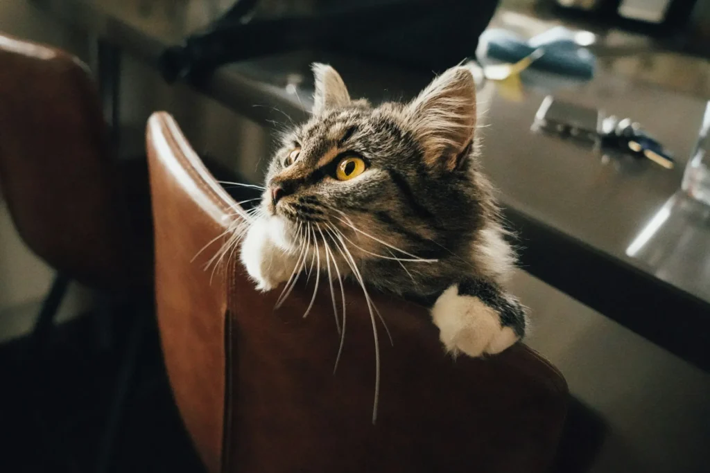A brown tabby cat is perched on the back of a brown leather chair.